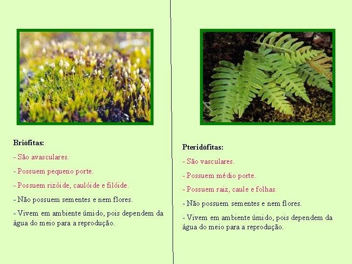 Briófitas: - São avasculares. - Possuem pequeno porte. - Possuem rizóide, caulóide e filóide. Briófitas: - São avasculares. - Possuem pequeno porte. - Possuem rizóide, caulóide e filóide.