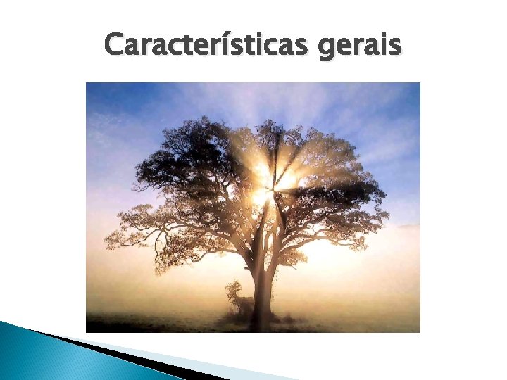 Características gerais Características gerais