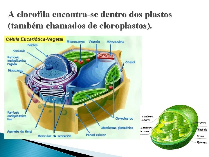 A clorofila encontra-se dentro dos plastos (também chamados de cloroplastos). A clorofila encontra-se dentro dos plastos (também chamados de cloroplastos).