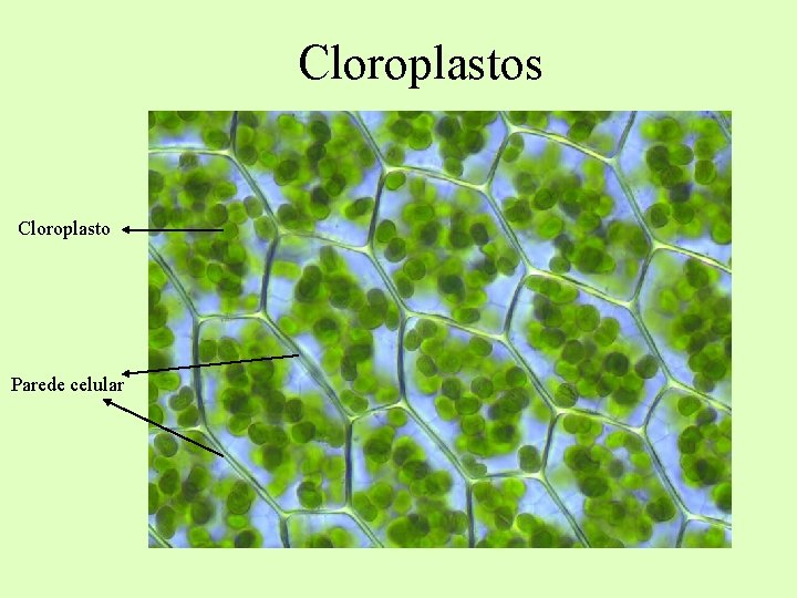 Cloroplastos Cloroplasto Parede celular Cloroplastos Cloroplasto Parede celular