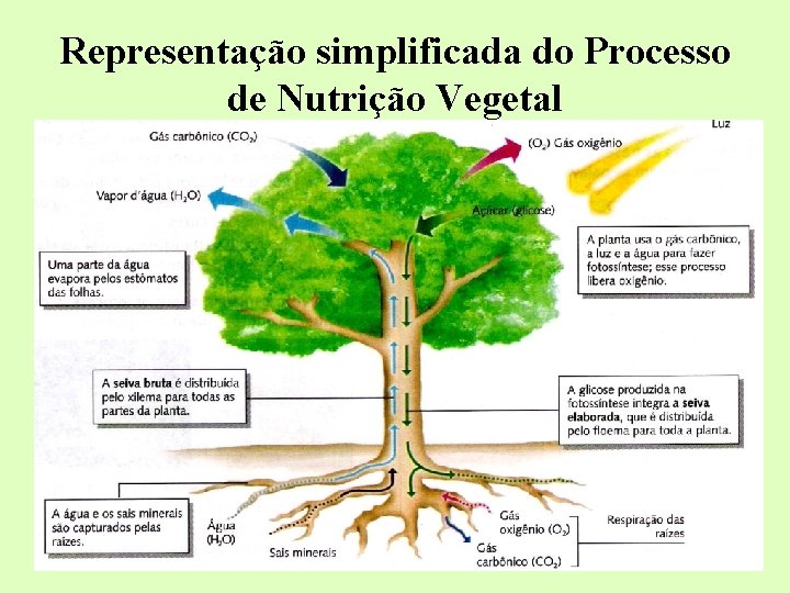 Representação simplificada do Processo de Nutrição Vegetal Representação simplificada do Processo de Nutrição Vegetal