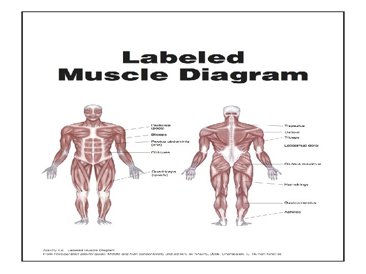 The Muscular System Goal To Describe The Structure