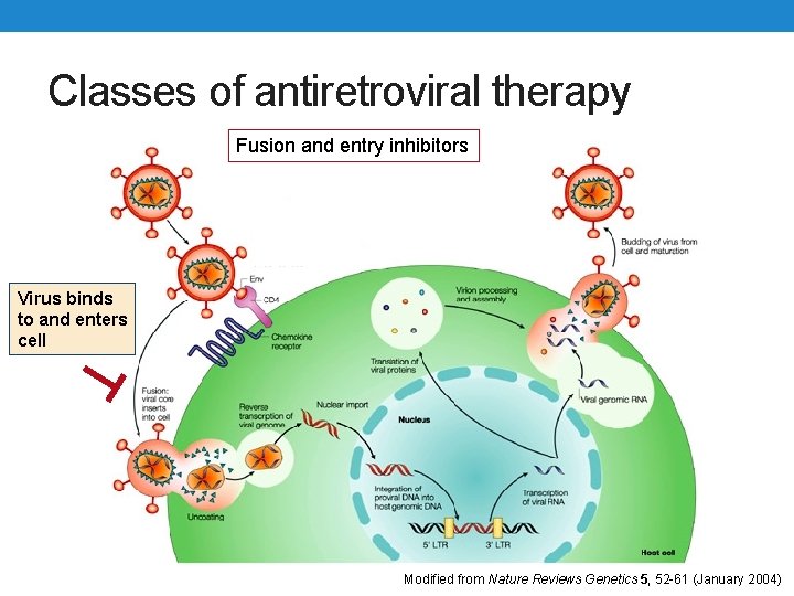 Classes of antiretroviral therapy Fusion and entry inhibitors Virus binds to and enters cell