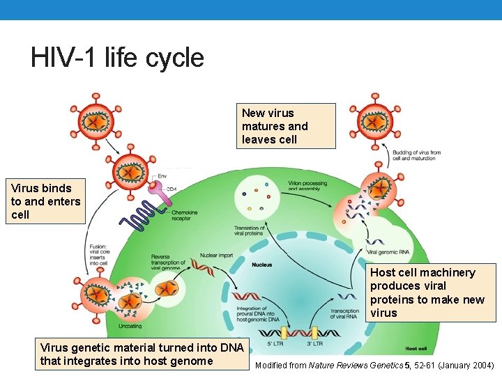 HIV-1 life cycle New virus matures and leaves cell Virus binds to and enters
