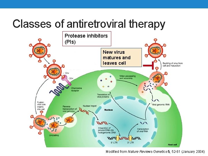 Classes of antiretroviral therapy Protease inhibitors (PIs) New virus matures and leaves cell Modified