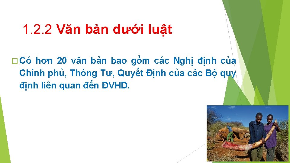 1. 2. 2 Văn bản dưới luật � Có hơn 20 văn bản bao