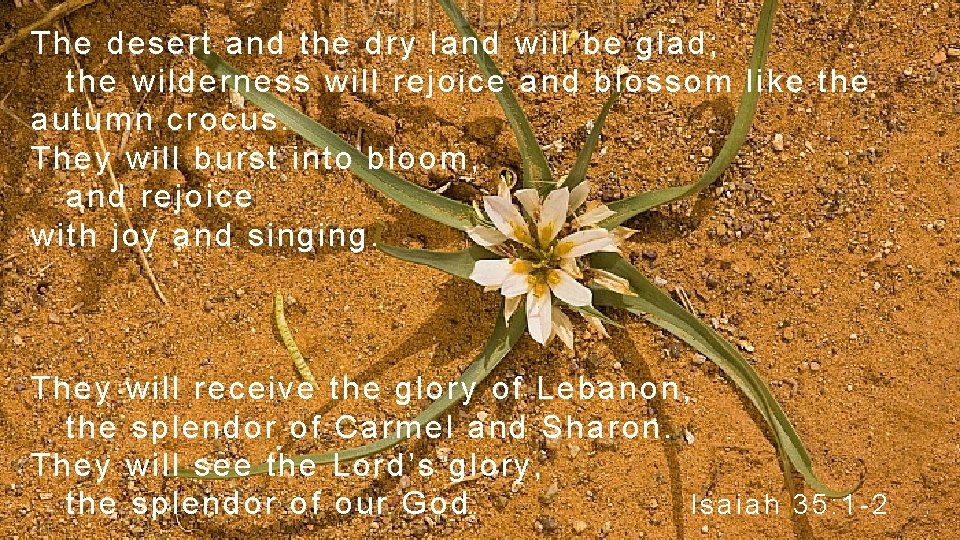 The desert and the dry land will be glad; the wilderness will rejoice and