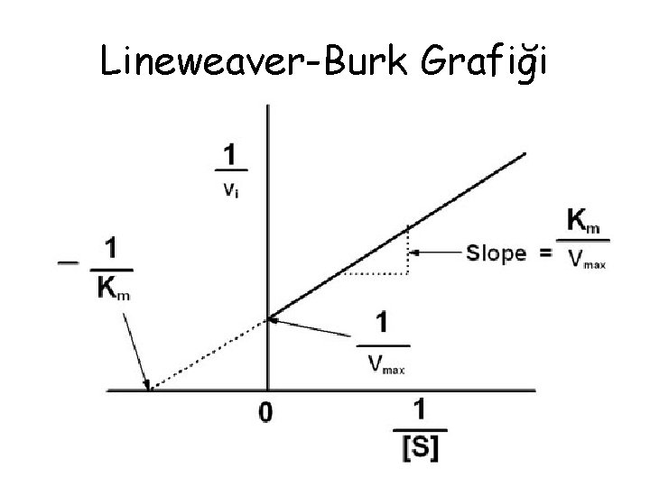 Lineweaver-Burk Grafiği 