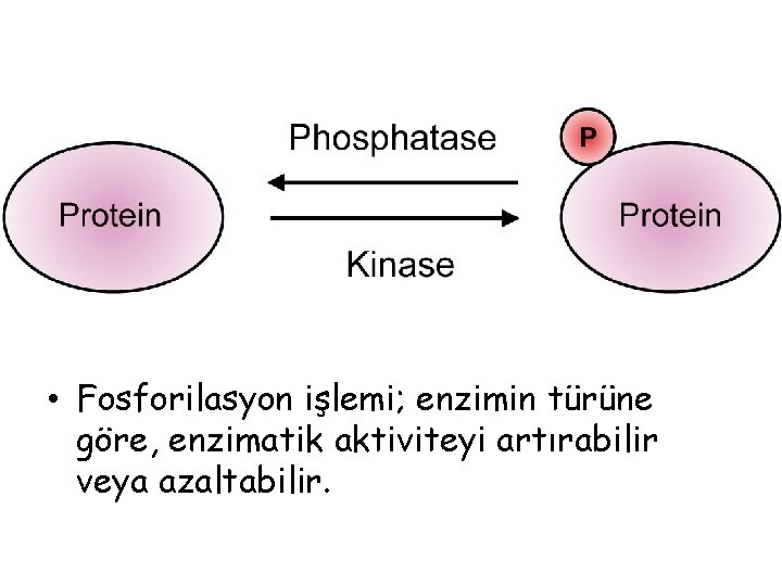 • Fosforilasyon işlemi; enzimin türüne göre, enzimatik aktiviteyi artırabilir veya azaltabilir. • Fosforilasyon işlemi; enzimin türüne göre, enzimatik aktiviteyi artırabilir veya azaltabilir.