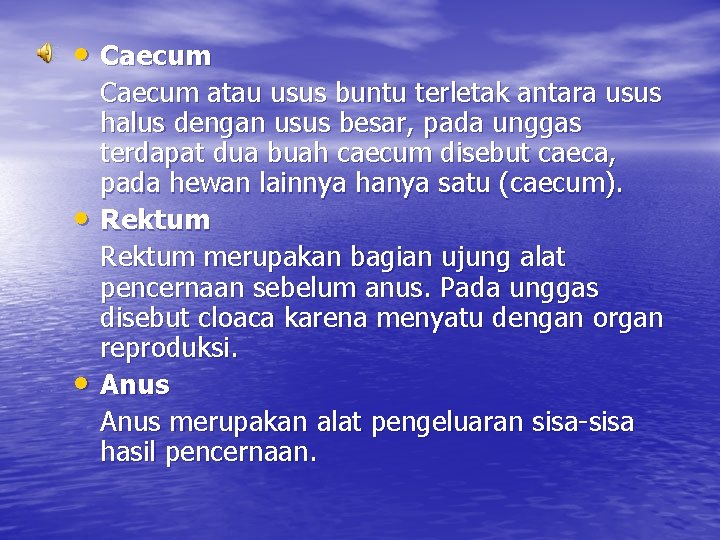  • Caecum • • Caecum atau usus buntu terletak antara usus halus dengan