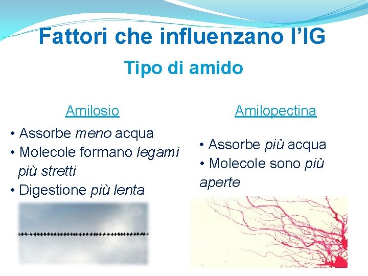 Fattori che influenzano l’IG Tipo di amido Amilosio • Assorbe meno acqua • Molecole