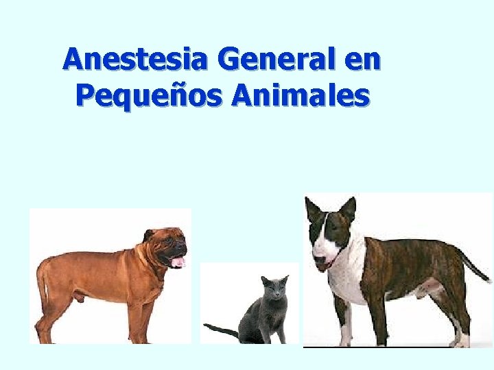 Anestesia General en Pequeños Animales 