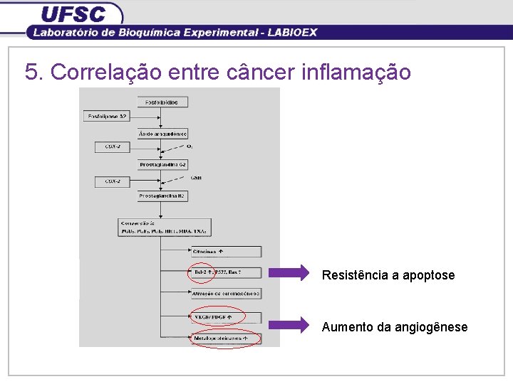 5. Correlação entre câncer inflamação Resistência a apoptose Aumento da angiogênese 