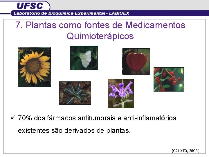 7. Plantas como fontes de Medicamentos Quimioterápicos ü 70% dos fármacos antitumorais e anti-inflamatórios