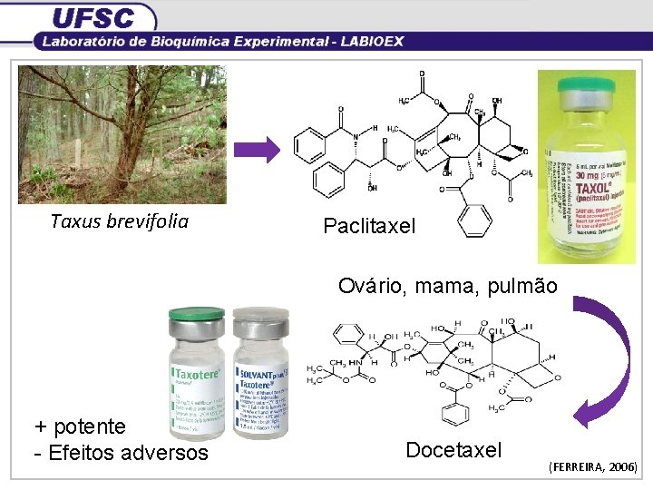 Taxus brevifolia Paclitaxel Ovário, mama, pulmão + potente - Efeitos adversos Docetaxel (FERREIRA, 2006)