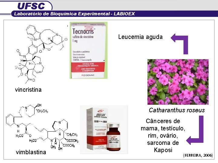 Leucemia aguda vincristina Catharanthus roseus vimblastina Cânceres de mama, testículo, rim, ovário, sarcoma de