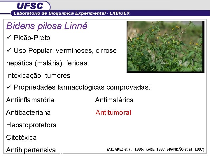 Bidens pilosa Linné ü Picão-Preto ü Uso Popular: verminoses, cirrose hepática (malária), feridas, intoxicação,