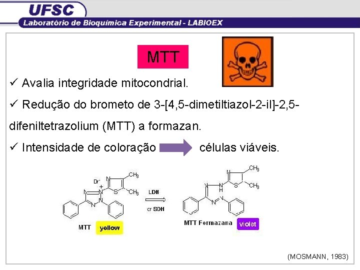 MTT ü Avalia integridade mitocondrial. ü Redução do brometo de 3 -[4, 5 -dimetiltiazol-2