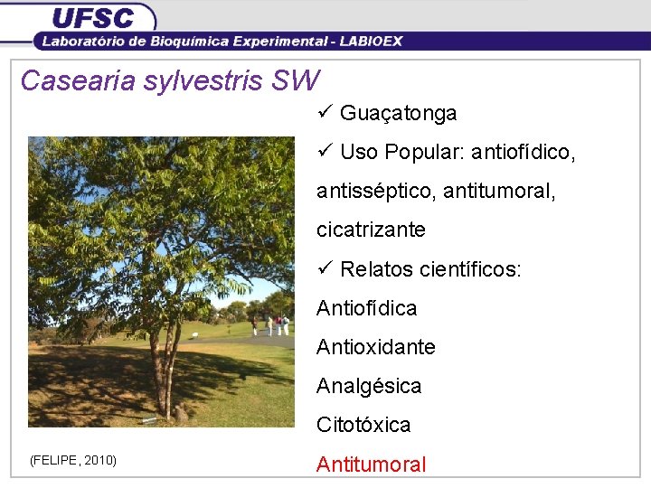 Casearia sylvestris SW ü Guaçatonga ü Uso Popular: antiofídico, antisséptico, antitumoral, cicatrizante ü Relatos