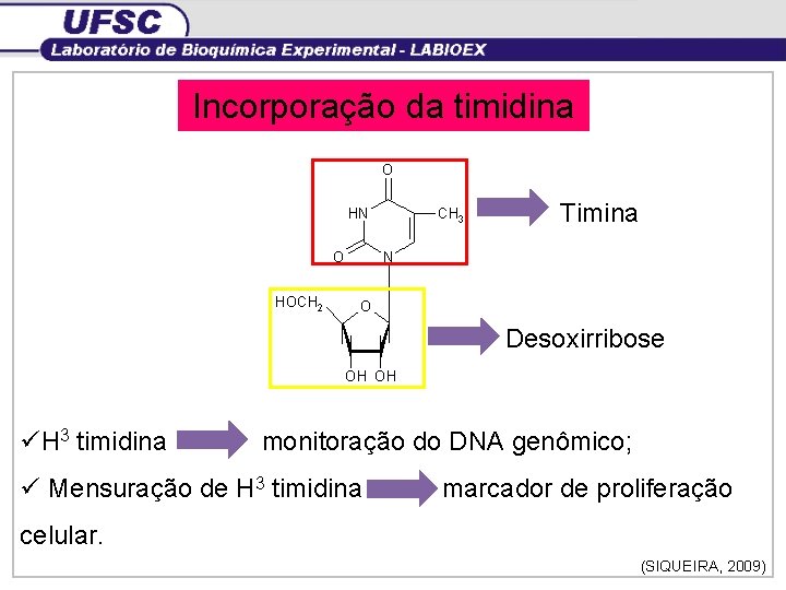 Incorporação da timidina Timina Desoxirribose üH 3 timidina monitoração do DNA genômico; ü Mensuração