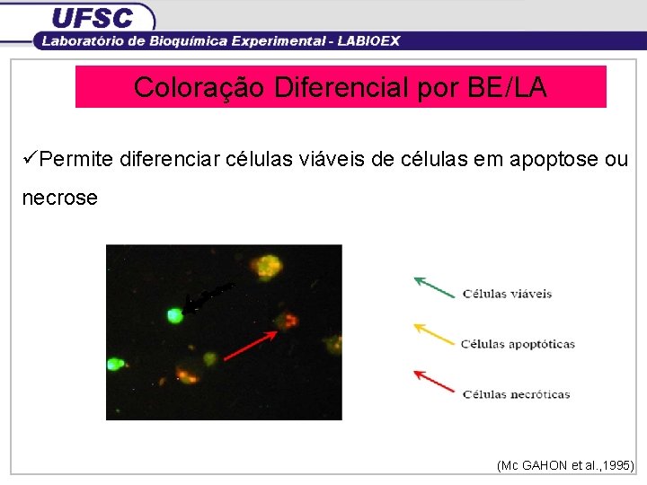 Coloração Diferencial por BE/LA üPermite diferenciar células viáveis de células em apoptose ou necrose