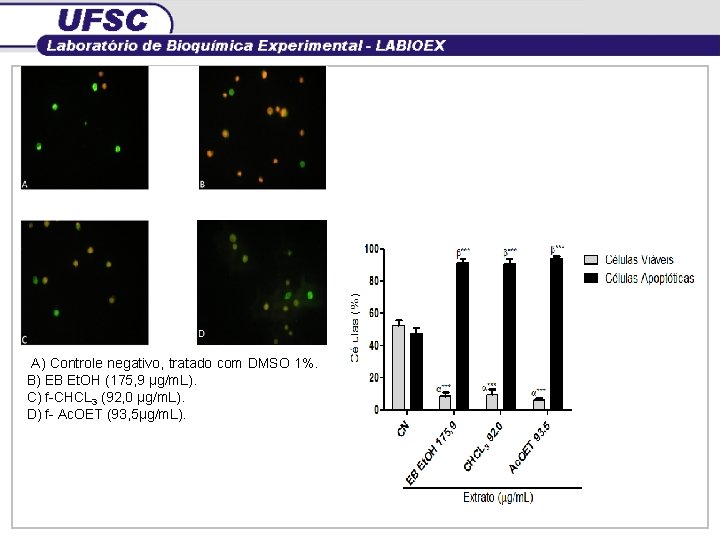 A) Controle negativo, tratado com DMSO 1%. B) EB Et. OH (175, 9 µg/m.