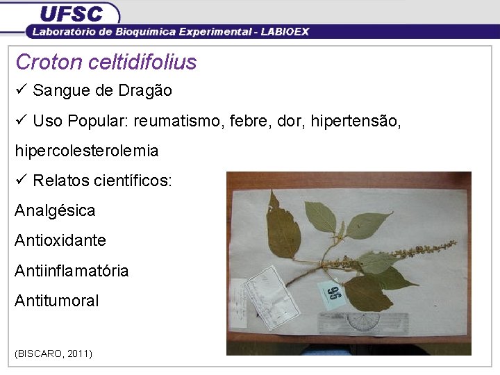 Croton celtidifolius ü Sangue de Dragão ü Uso Popular: reumatismo, febre, dor, hipertensão, hipercolesterolemia