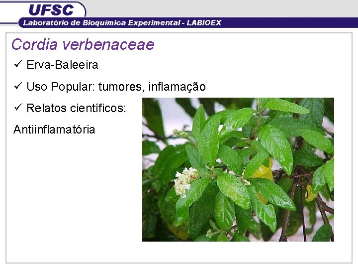 Cordia verbenaceae ü Erva-Baleeira ü Uso Popular: tumores, inflamação ü Relatos científicos: Antiinflamatória 