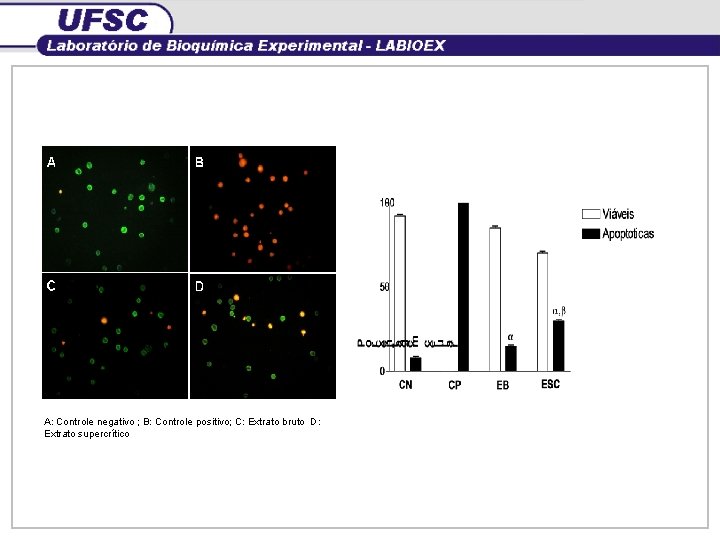 A: Controle negativo ; B: Controle positivo; C: Extrato bruto D: Extrato supercrítico 
