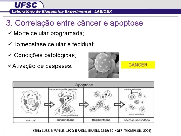 3. Correlação entre câncer e apoptose ü Morte celular programada; üHomeostase celular e tecidual;