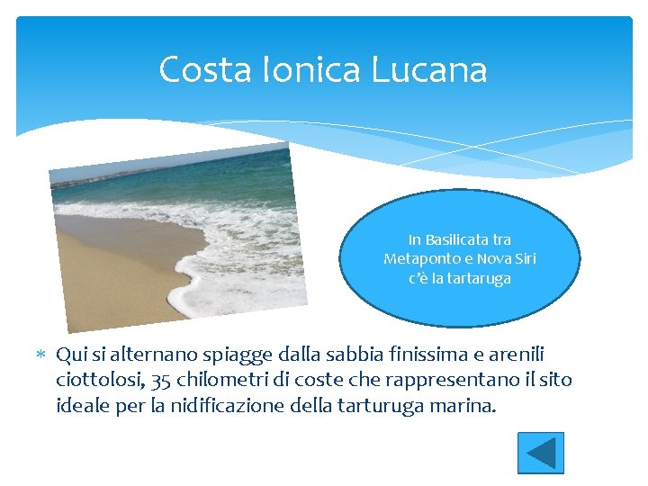 Costa Ionica Lucana In Basilicata tra Metaponto e Nova Siri c’è la tartaruga Qui