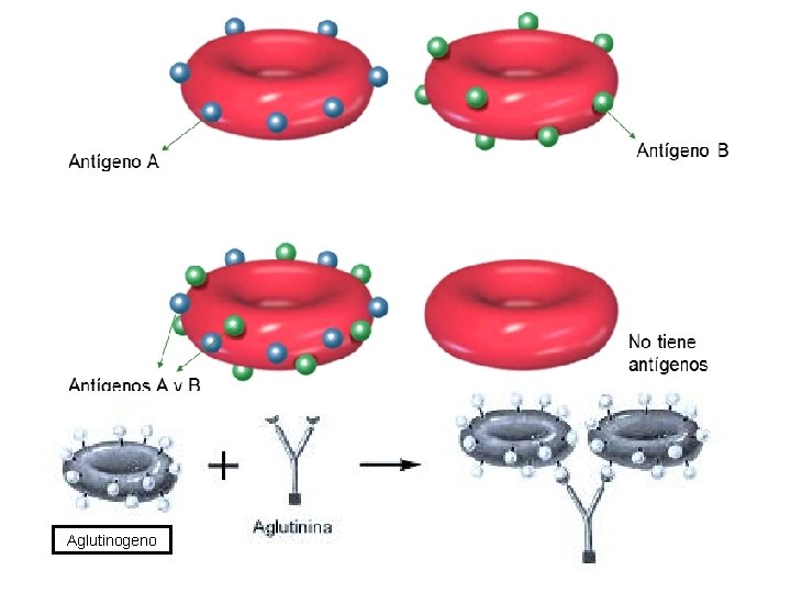 Aglutinogeno 