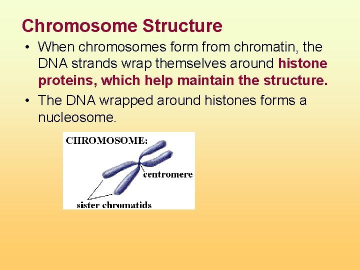 Chromosome Structure • When chromosomes form from chromatin, the DNA strands wrap themselves around