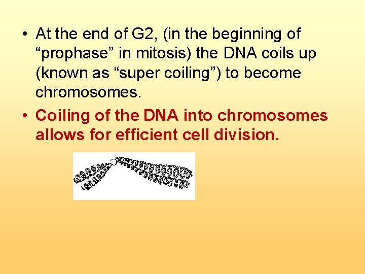  • At the end of G 2, (in the beginning of “prophase” in