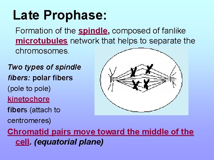 Late Prophase: Formation of the spindle, composed of fanlike microtubules network that helps to