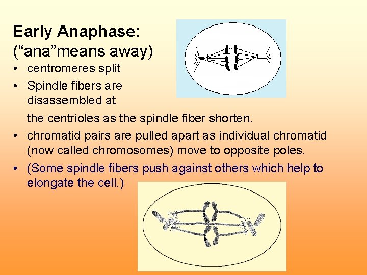 Early Anaphase: (“ana”means away) • centromeres split • Spindle fibers are disassembled at the