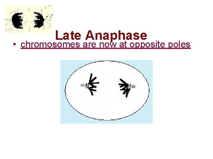 Late Anaphase • chromosomes are now at opposite poles 