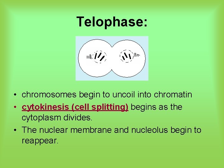 Telophase: • chromosomes begin to uncoil into chromatin • cytokinesis (cell splitting) begins as