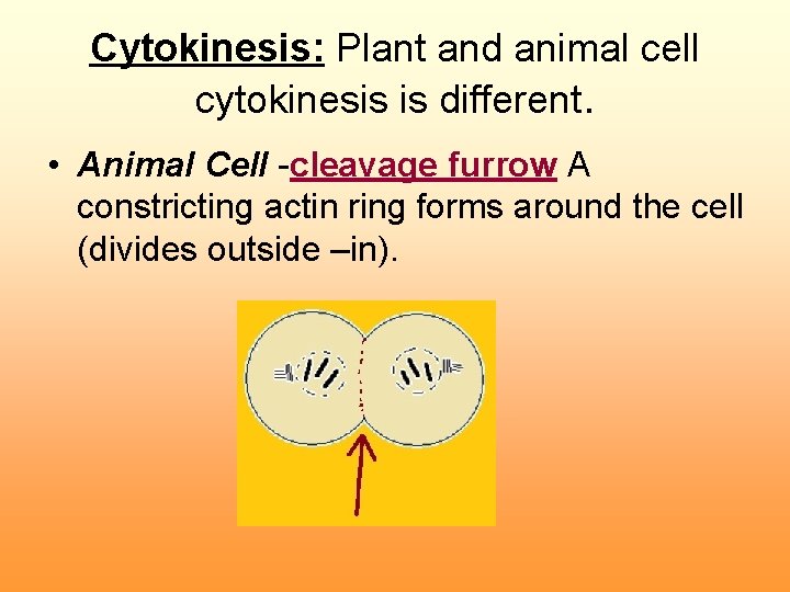 Cytokinesis: Plant and animal cell cytokinesis is different. • Animal Cell -cleavage furrow A