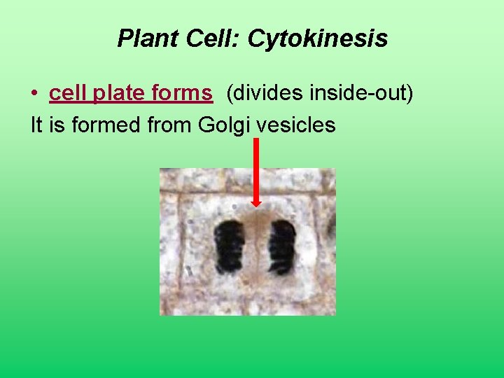 Plant Cell: Cytokinesis • cell plate forms (divides inside-out) It is formed from Golgi