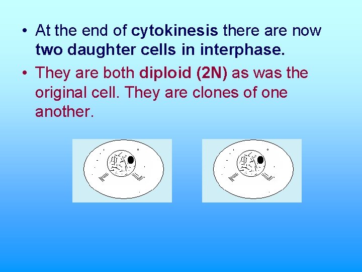  • At the end of cytokinesis there are now two daughter cells in