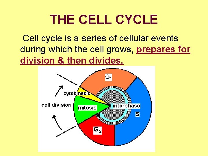 THE CELL CYCLE Cell cycle is a series of cellular events during which the