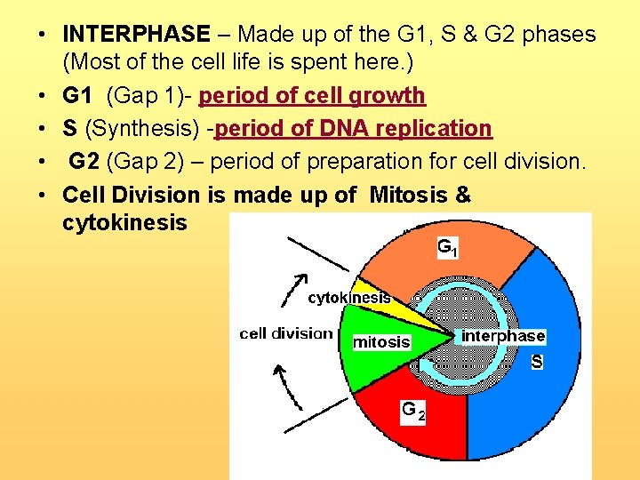  • INTERPHASE – Made up of the G 1, S & G 2