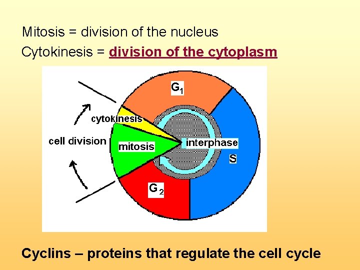 Mitosis = division of the nucleus Cytokinesis = division of the cytoplasm Cyclins –