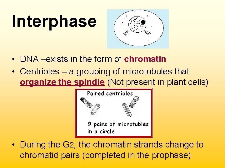 Interphase • DNA –exists in the form of chromatin • Centrioles – a grouping