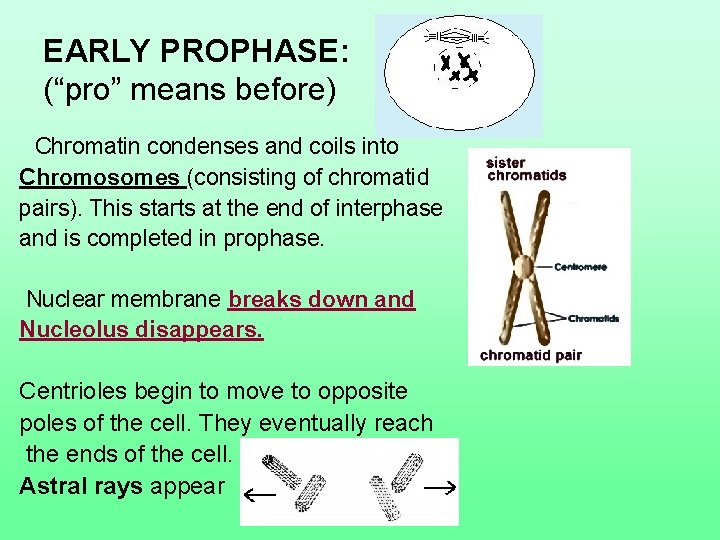 EARLY PROPHASE: (“pro” means before) Chromatin condenses and coils into Chromosomes (consisting of chromatid