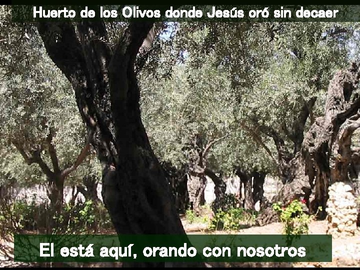 Huerto de los Olivos donde Jesús oró sin decaer El está aquí, orando con