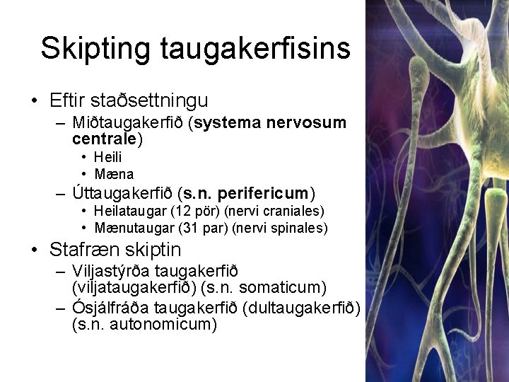 Skipting taugakerfisins • Eftir staðsettningu – Miðtaugakerfið (systema nervosum centrale) • Heili • Mæna