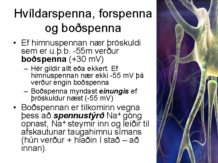 Hvíldarspenna, forspenna og boðspenna • Ef himnuspennan nær þröskuldi sem er u. þ. b.