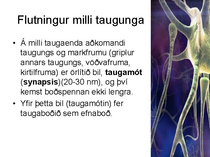 Flutningur milli taugunga • Á milli taugaenda aðkomandi taugungs og markfrumu (griplur annars taugungs,